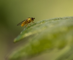 Thaumatomyia notata