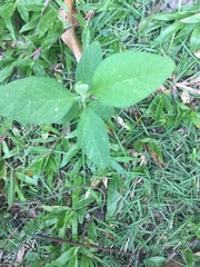 Magnoliopsida
