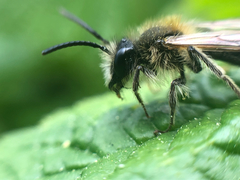 Andrena helvola
