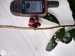 Pseudoxandra polyphleba