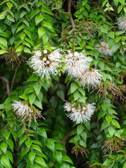 Metrosideros colensoi