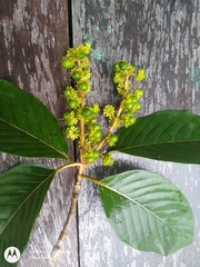 Acmanthera latifolia