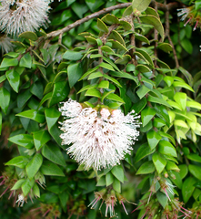 Metrosideros colensoi