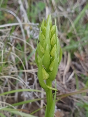 Platanthera chlorantha