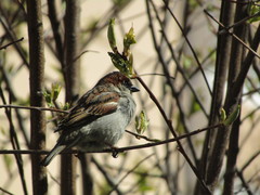 Passer domesticus