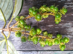 Acmanthera latifolia