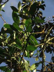 Cinchona lancifolia