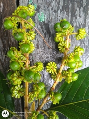 Acmanthera latifolia
