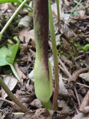 Arum elongatum