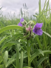 Tradescantia
