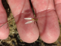 Eriochilus collinus collinus