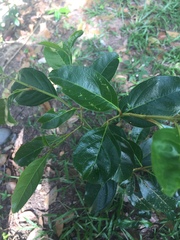 Magnoliopsida