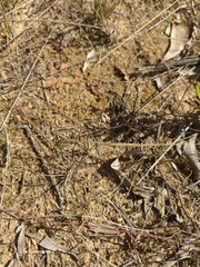 Eriochilus collinus collinus