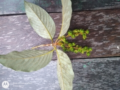 Acmanthera latifolia