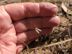 Eriochilus collinus collinus