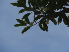 Sapium stylare