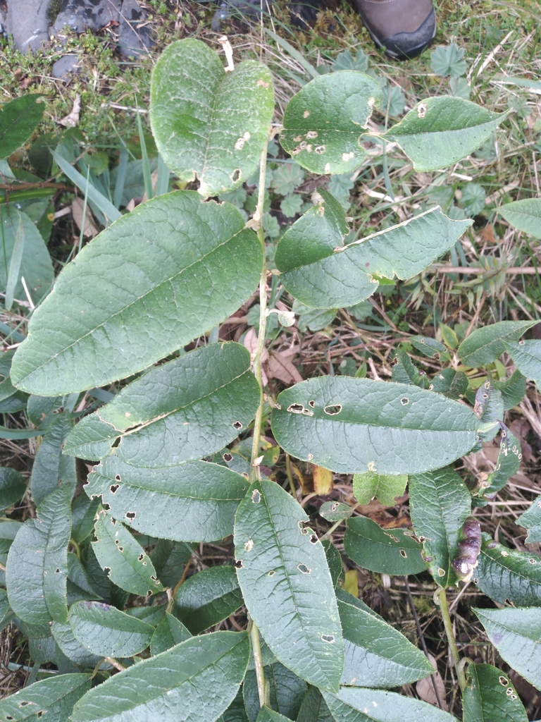 Pentacalia oronocensis