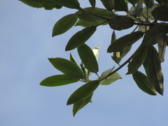 Sapium stylare