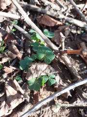 Oxalis compressa