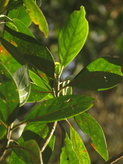 Cinchona lancifolia
