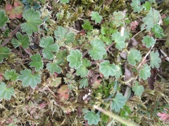 Alchemilla aphanoides