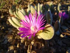 Brianhuntleya intrusa