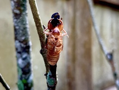 Dundubia