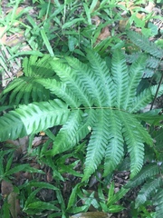 Polypodiopsida
