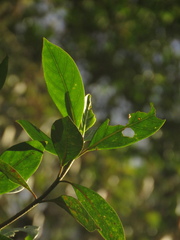 Cinchona lancifolia