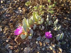 Brianhuntleya intrusa