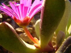 Brianhuntleya intrusa