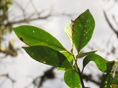 Cinchona lancifolia