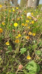 Tussilago farfara