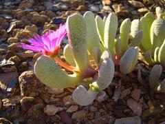 Brianhuntleya intrusa