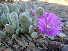 Brianhuntleya intrusa