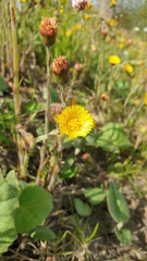 Tussilago farfara