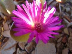 Brianhuntleya intrusa