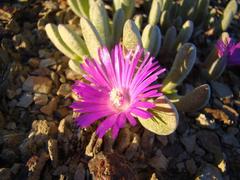 Brianhuntleya intrusa