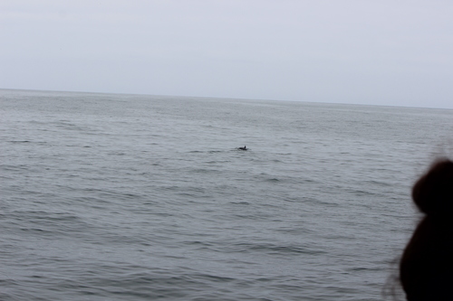 photo of Long-beaked Common Dolphin (Delphinus capensis)