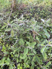 Vitex trifolia