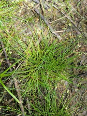 Fimbristylis vahlii