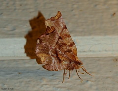 Selenia alciphearia