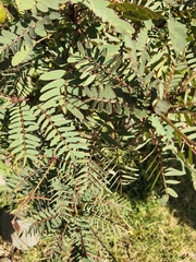 Senna aymara, photograph Claudio Laura Daza, CC BY, iNaturalist via GBIF