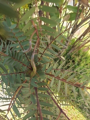 Senna aymara, photograph Claudio Laura Daza, CC BY, iNaturalist via GBIF
