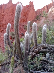 Oreocereus pseudofossulatus