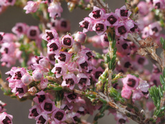 Erica lucida