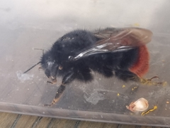 Bombus lapidarius