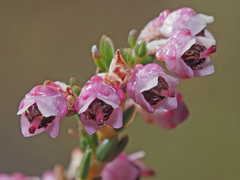 Erica lucida