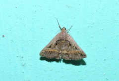 Acantholipes trajecta