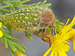 Julodinae